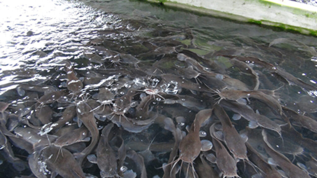 How to Start a Fish Pond Business in Nigeria
