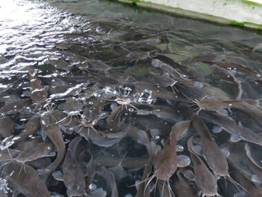 How to Start a Fish Pond Business in Nigeria
