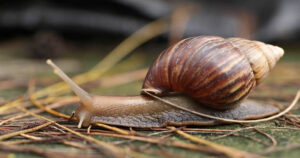 How to Start a Snail Farming Business in Nigeria: The Complete Beginner-to-Profit Guide 4 How to Start a Snail Farming Business in Nigeria