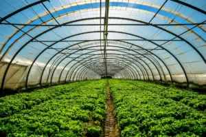 Agriculture Investment Opportunities in Nigeria: A Complete Guide for Beginners 4 Agriculture Investment