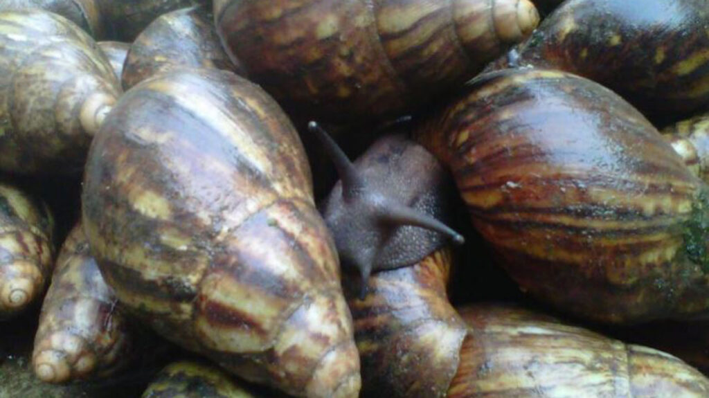 How to Start a Snail Farming Business in Nigeria