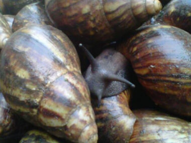How to Start a Snail Farming Business in Nigeria